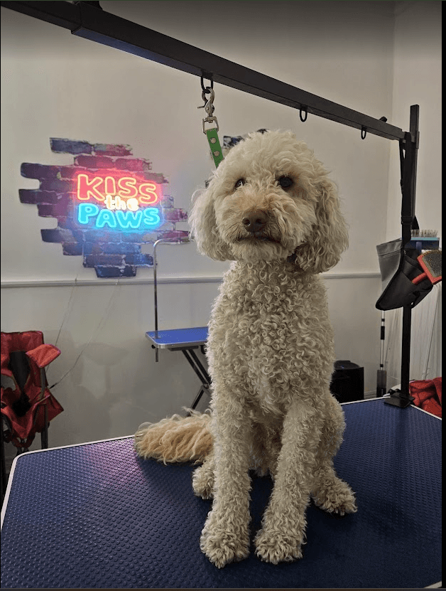 DTdogs home gallery image 5