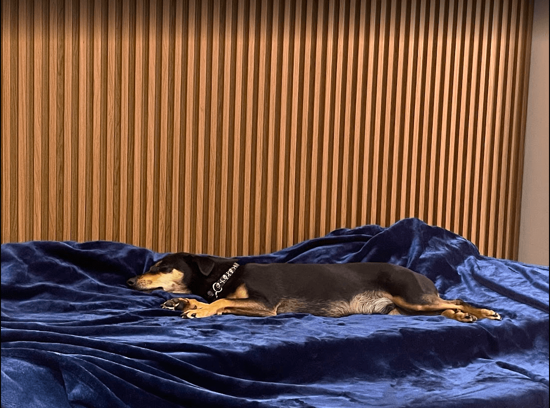 DTdogs home gallery image 7