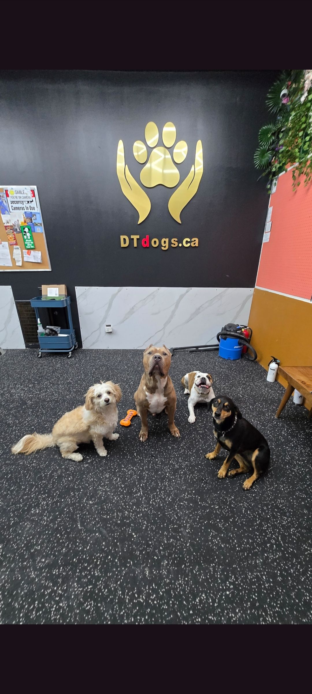 Dog daycare