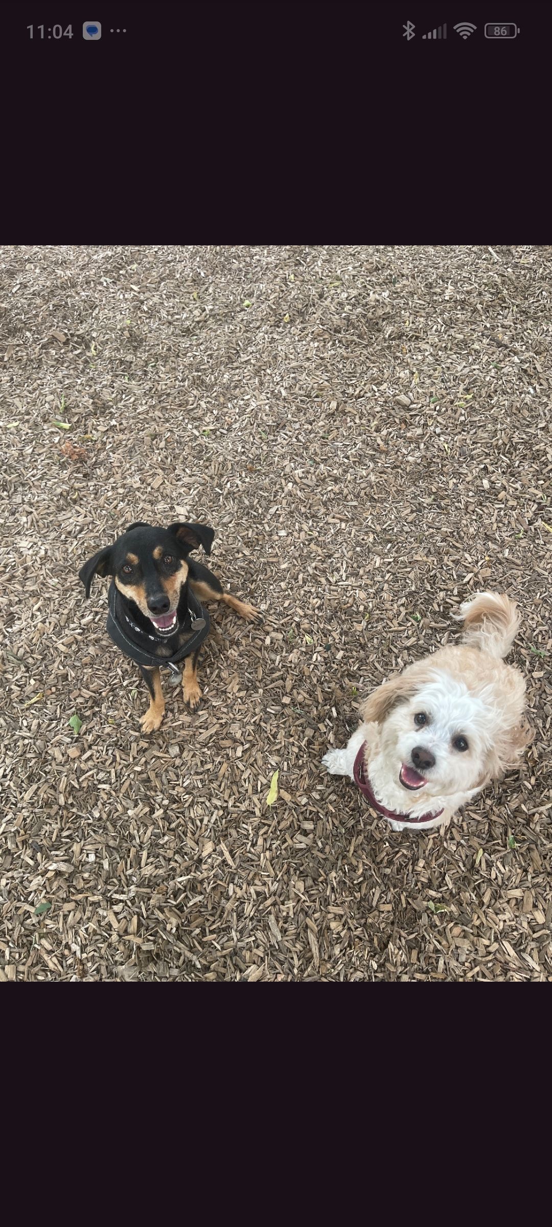 Dog care